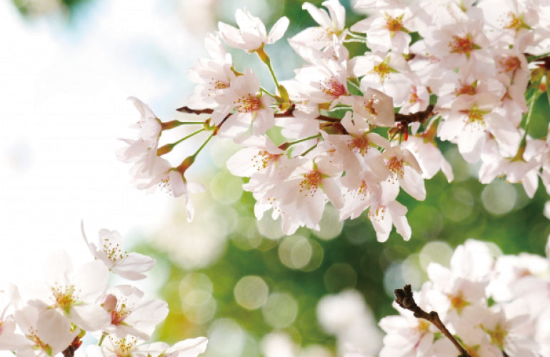 桜の花咲く季節、お花見とお祭りの楽しみ