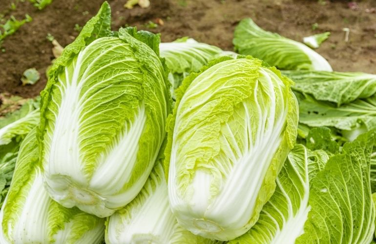 旬の白菜をおいしく食べる下処理のコツ